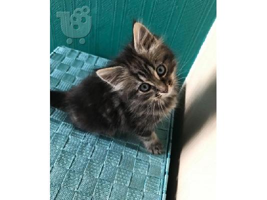 PoulaTo: Pure Maine Coon Kittens.